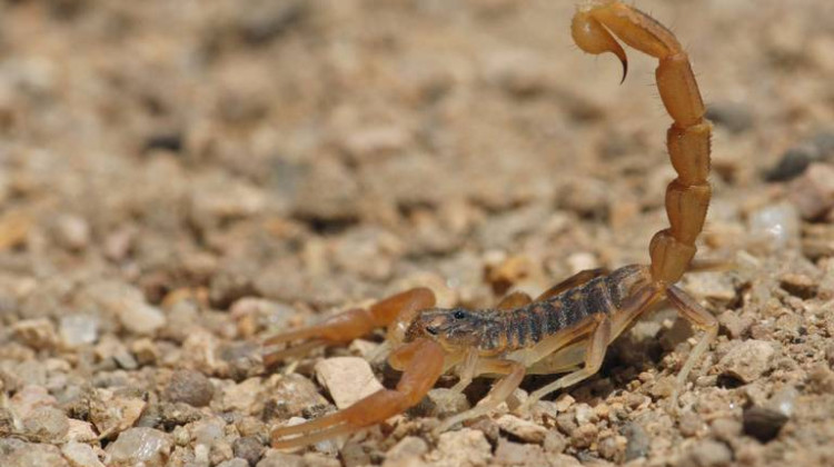 Alacranes: qué medidas tomar ante su presencia