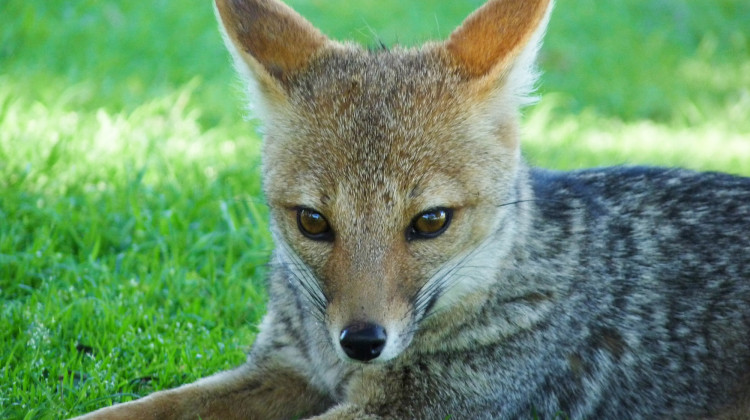 El Centro de Conservación de Vida Silvestre recibió a seis zorros grises