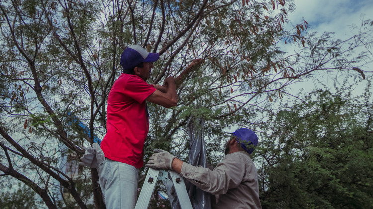 Semillas recolectadas en Terrazas del Portezuelo serán germinadas en los viveros de San Luis