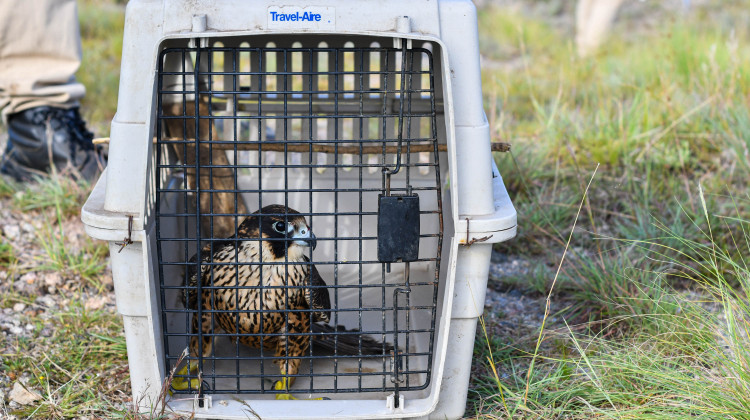 Un halcón peregrino rehabilitado en el Centro de Conservación de Vida Silvestre volvió a su hábitat natural
