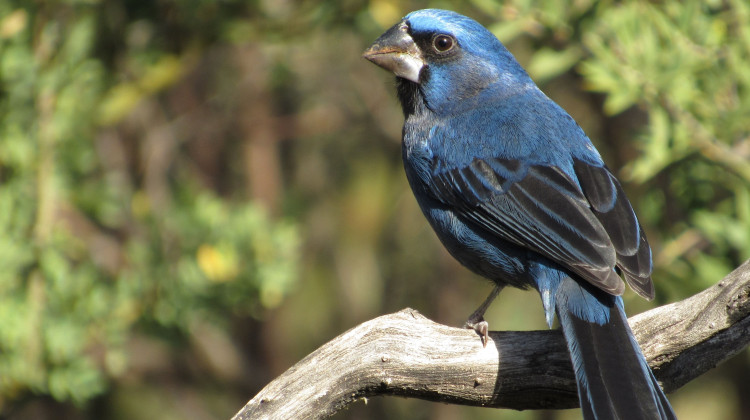 La reina mora es una de las aves más amenazadas y traficadas de San Luis