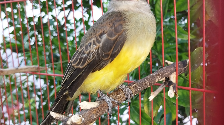 Tres chimangos, un ejemplar de suirirí y un jote cabeza negra fueron recuperados en el Centro de Conservación de La Florida