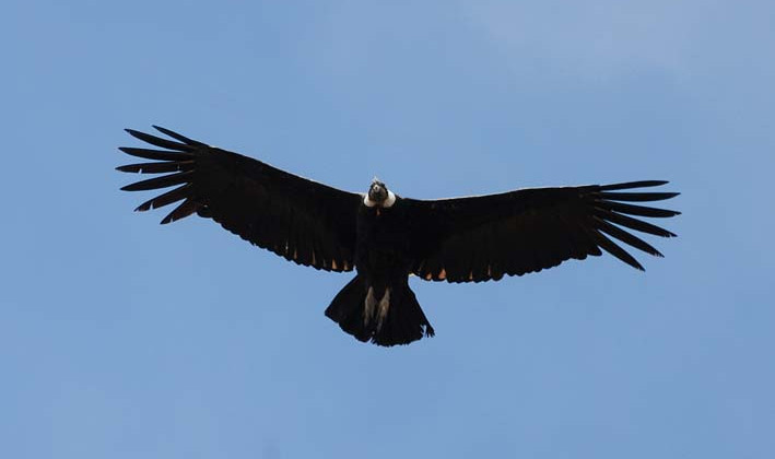 El cóndor recuperado volará libre como el ‘Kuruf’ (viento)