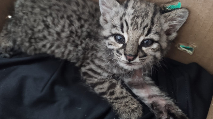 Entregaron voluntariamente un gato montés en Fortín El Patria