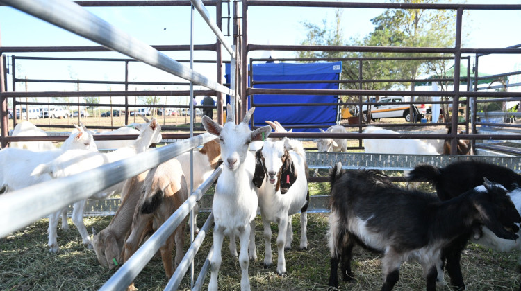 La Expo San Luis Intensiva también tuvo un remate caprino