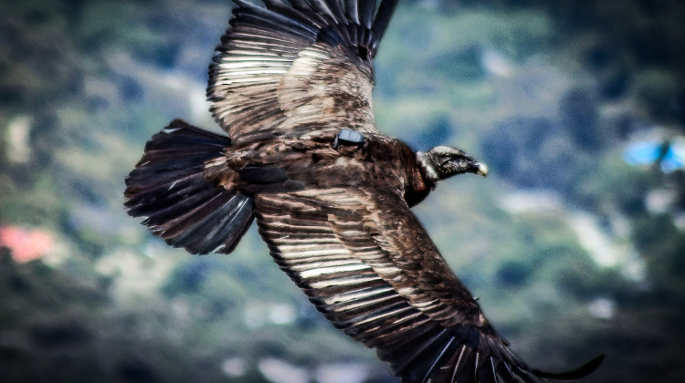 El cóndor recuperado será liberado este martes en Sierra de las Quijadas