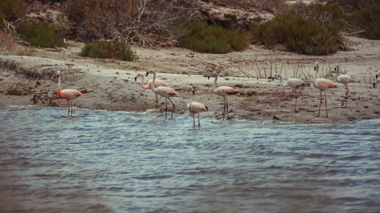 San Luis y Mendoza liberarán aves en el sitio Ramsar de Desaguadero