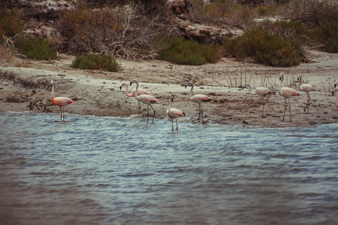 LISTA – San Luis y Mendoza liberarán aves en el sitio Ramsar de Desaguadero