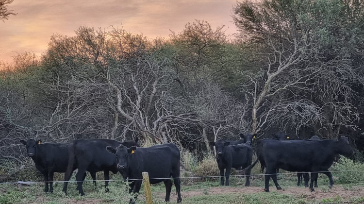 Evaluarán proyectos de manejo de bosque nativo con ganadería integrada