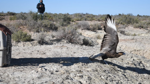 Aves rescatadas volvieron a su entorno gracias al trabajo coordinado entre Mendoza y San Luis