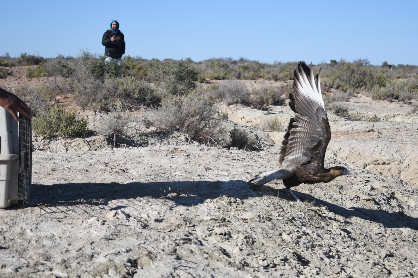 Aves rescatadas volvieron a su entorno gracias al trabajo coordinado entre Mendoza y San Luis