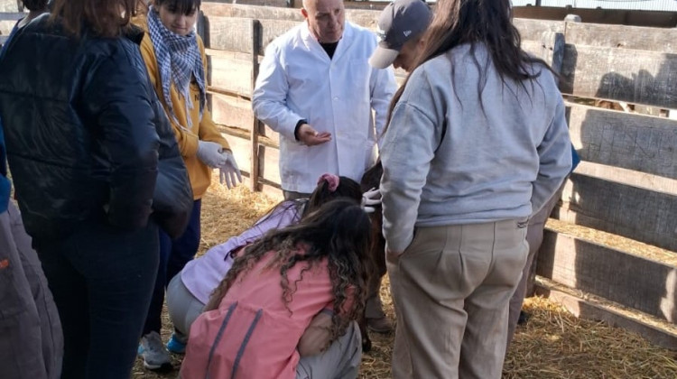 Estudiantes de Veterinaria de la UCCuyo practicaron con los animales del ‘Módulo Genético’