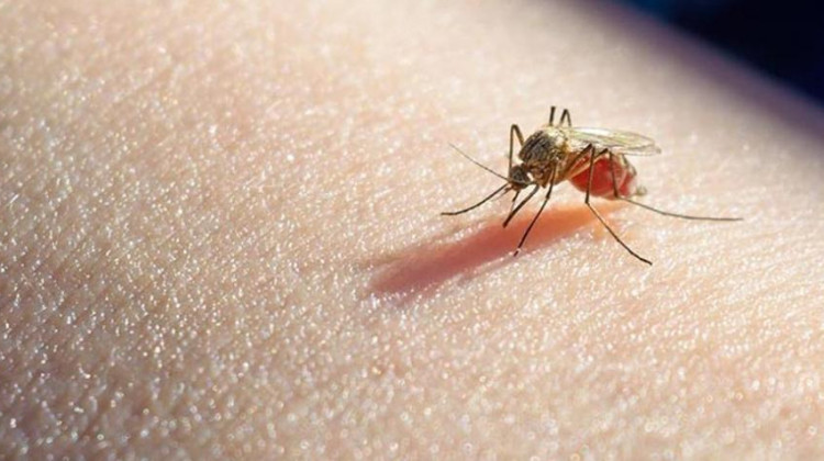 Se notificó en la provincia el primer caso de malaria de 2024