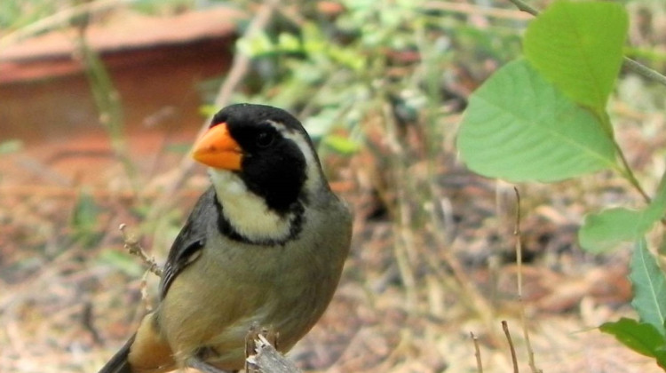 Recuperaron 16 aves que estaban en manos del tráfico ilegal