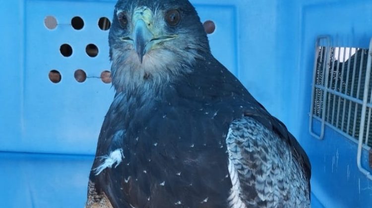 Ingresó un águila mora al Centro de Conservación de Vida Silvestre