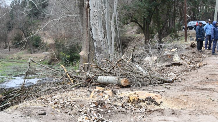 Ambiente constató la extracción de álamos carolinos en El Volcán