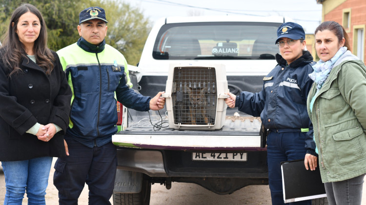 Rescataron a un zorro gris que estaba en pleno centro de la Ciudad de San Luis