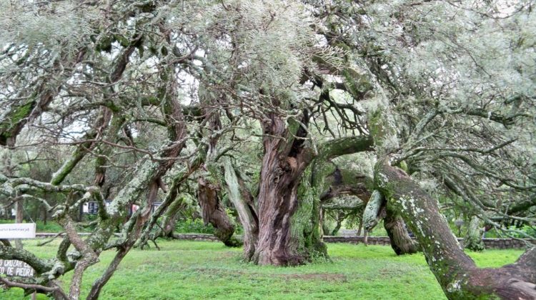 San Luis celebra el Día Provincial del Árbol en memoria del poeta Agüero