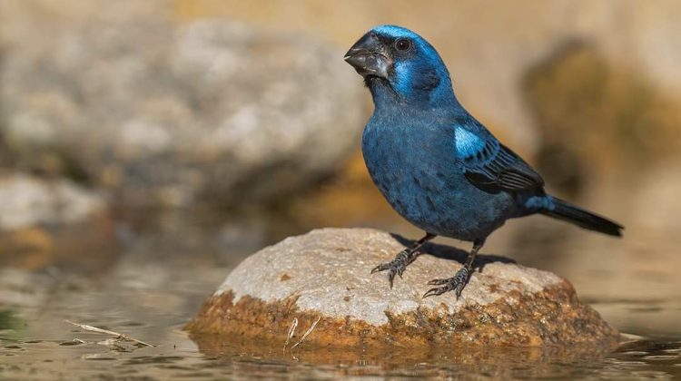 Rescate de animales autóctonos: 46 aves llegaron al Centro de Conservación de Vida Silvestre