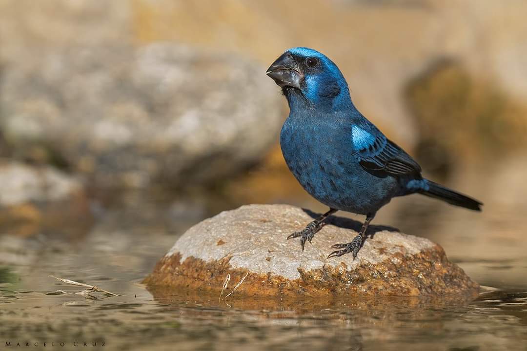 Rescate de animales autóctonos: 46 aves llegaron al Centro de Conservación de Vida Silvestre