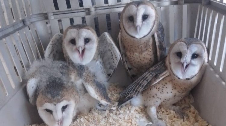 El Centro de Conservación de Vida Silvestre rehabilita a cuatro lechuzas