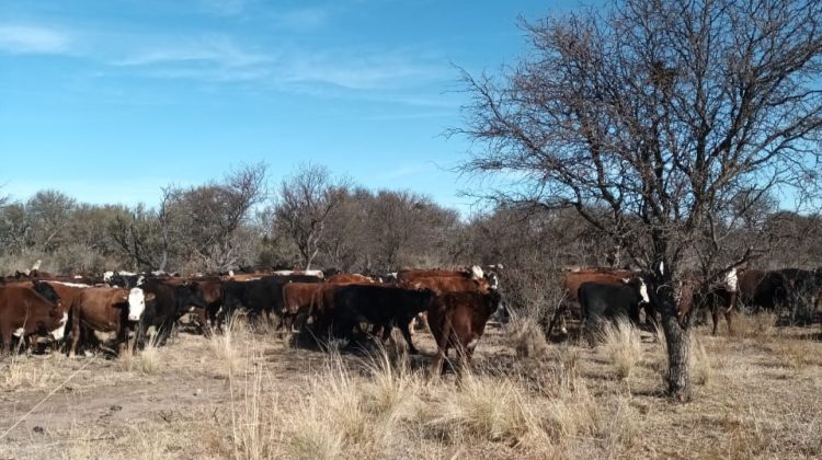 Exitosa jornada sobre ganadería regenerativa y manejo holístico en Concarán
