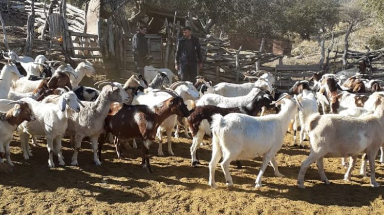 Médicos veterinarios asisten a productores en el interior de San Luis