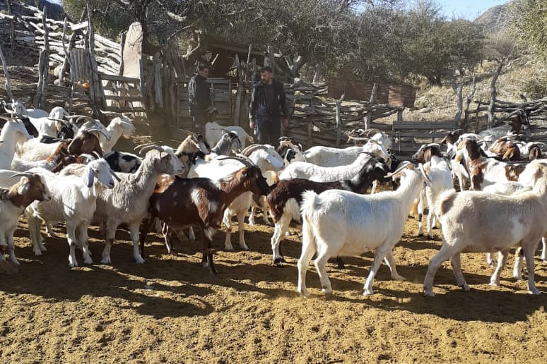 Médicos veterinarios asisten a productores en el interior de San Luis