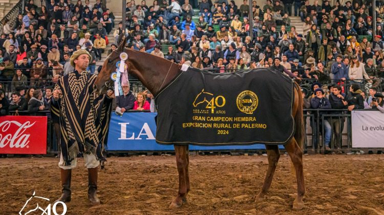 San Luis impulsa la cría de caballos de polo