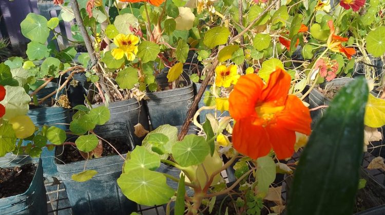 Granja Productiva: dictarán el 1º taller para producir flores de estación