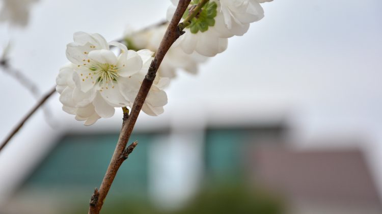 Fin de semana con temperatura primaveral y probabilidad de chaparrones