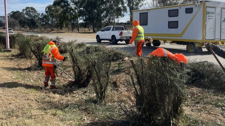 Continúa la poda para mejorar la visibilidad en la autopista Serranías Puntanas 