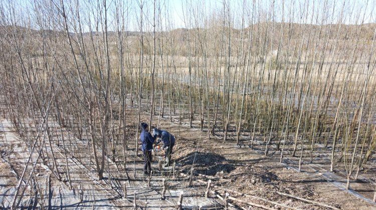 El Ecoparque Cruz de Piedra trabaja sobre el estaquero de planta nativas