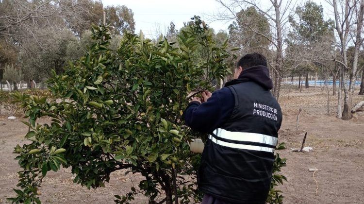 Intensifican la lucha contra la mosca de los frutos en el noroeste de la ciudad