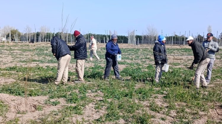 Sol Puntano empezó a plantar ciruelas para consumo en fresco y producción de dulces