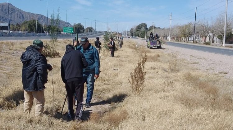 Avanza la forestación en la avenida de circunvalación de la ciudad de San Luis