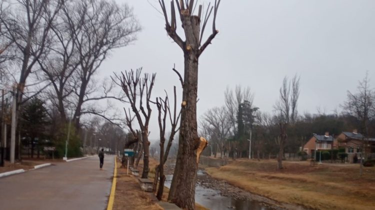 Ambiente constató la tala prohibida de árboles a la vera del río Las Águilas 