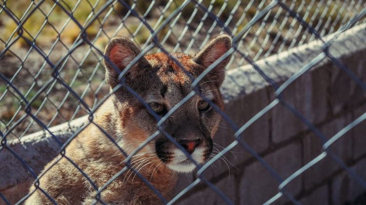 La secretaría de Ambiente pide respetar la vida en silvestría del puma