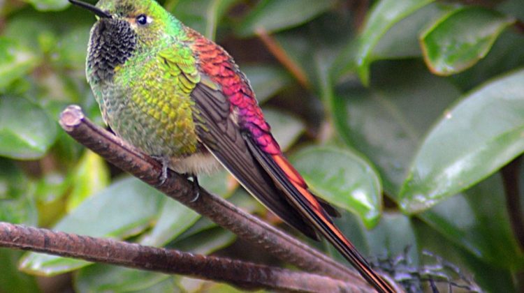 Realizaron un avistaje de colibríes en la Villa de Merlo