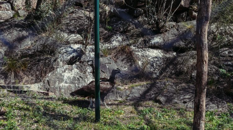 Los cóndores que serán liberados en octubre ya cuentan con chips rastreadores 