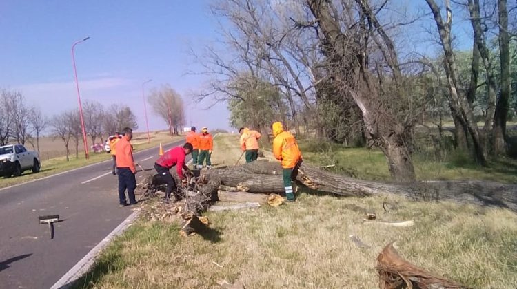 El Ente Control de Rutas despliega un operativo en la ruta 9 por la caída de árboles y ramas