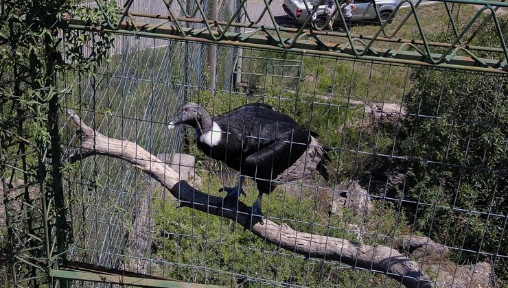 La hembra de cóndor andino hallada en Las Chacras fue trasladada a Temaikén