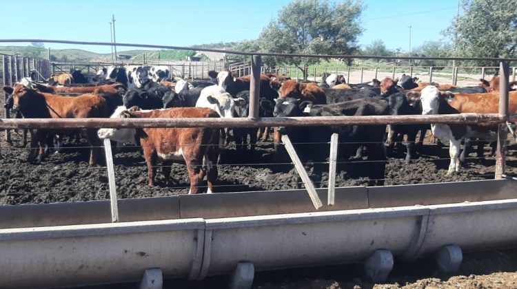 Senasa y la Provincia inspeccionaron el feedlot ‘La Nelly’