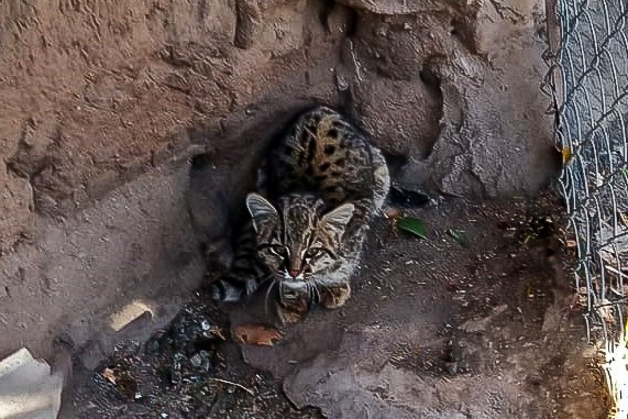 Un gato montés fue rescatado en Luján y liberado en la reserva ‘Quebrada de las Higueritas’