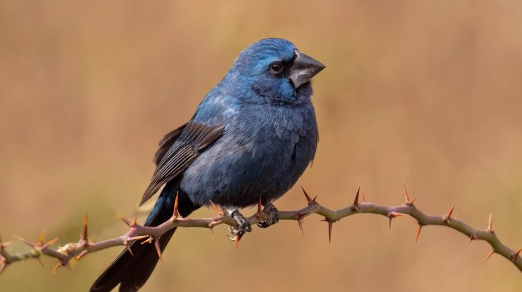 Nuevos avistajes en la Reserva de Quebrada de Las Higueritas 