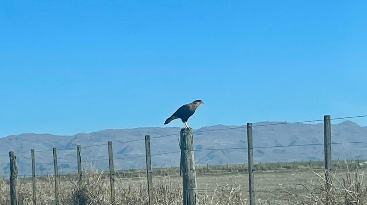 La REM emitió un informe por la llegada de viento del sur con ráfagas fuertes