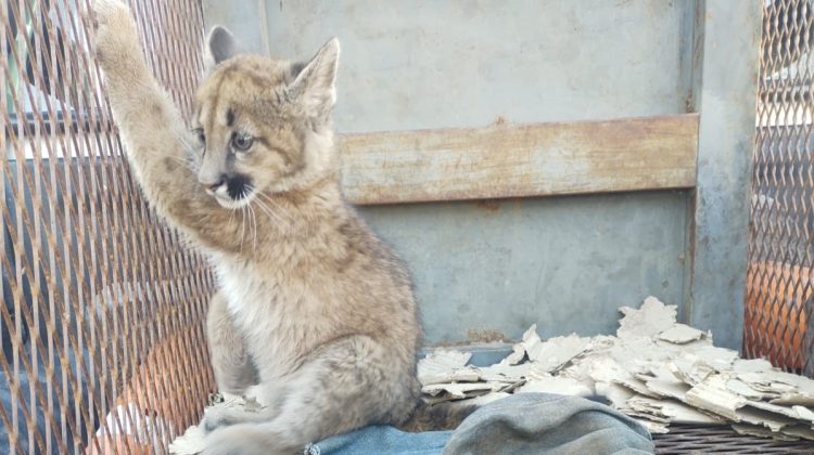 Ingresó un cachorro de puma a la Reserva Floro Faunística de La Florida