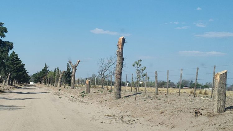 Ambiente constató la extracción de árboles en Juan Llerena