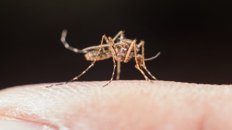 Prevención sobre el dengue en el noreste de la ciudad de San Luis