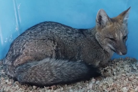 Ambiente rescató un zorro gris y un ejemplar de Macá grande